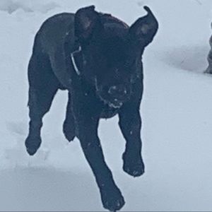 Meet your Posher, Dawn